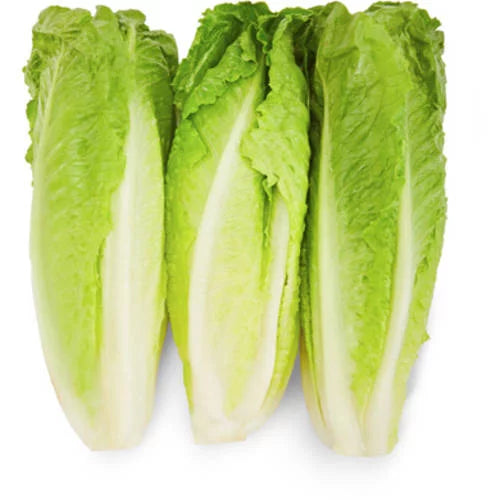 Lechuga romana fresca 3 cabezas 12 oz